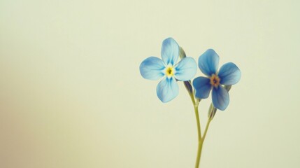 A soft blue forget-me-not against a pale yellow background, close-up shot, Minimalist style