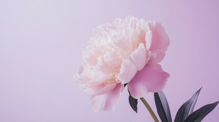 Fototapeta premium A soft pink peony against a lavender background, close-up shot, Minimalist style