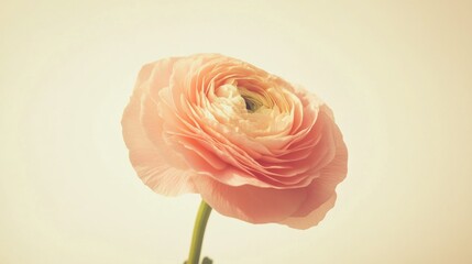 A soft pink ranunculus against a pale yellow background, close-up shot, Minimalist style