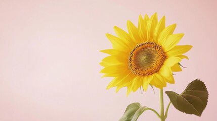 Obraz premium A soft yellow sunflower against a pale pink background, close-up shot, Minimalist style