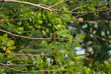 Flame-throated bulbul