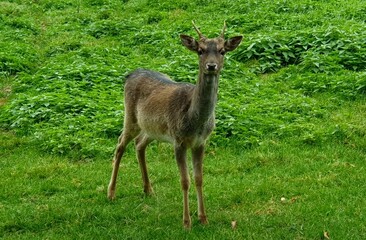 Deer