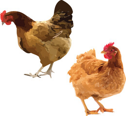 Rustic Farm Chickens Vector Illustration – Realistic and Artistic Poultry Design for Agriculture, Farming, and Organic Food Branding © amodha