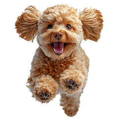 Happy poodle running with transparent background
