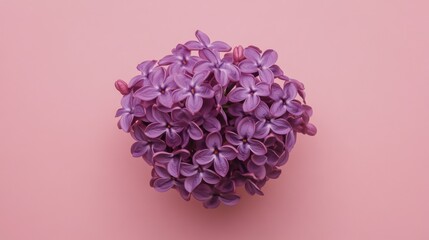 A vibrant purple lilac blossom against a light pink background, close-up shot, Minimalist style