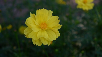 A single yellow Cosmos with green leaves background