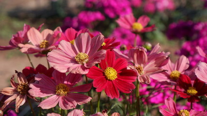 Obraz premium Close up of colorful Cosmos flower growing in the garden