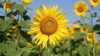 Obraz premium A single beautiful yellow blooming Sunflower with green leaves