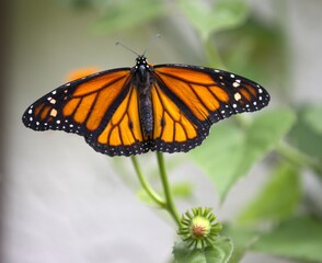 monarch butterfly on a flower