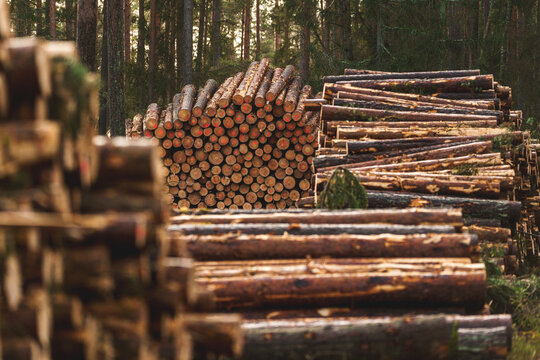 Harvested logs awaiting transport. The logging industry provides essential resources but raises concerns about deforestation and environmental impact