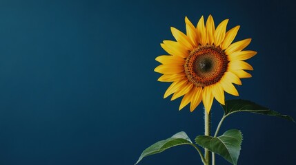 Obraz premium A vibrant yellow sunflower set against a deep blue background, close-up shot, Minimalist style