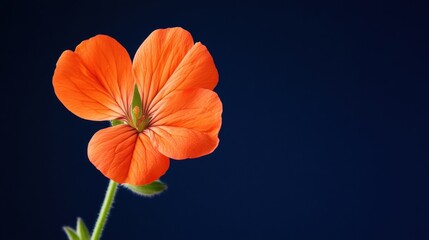 Obraz premium A vivid orange geranium against a deep midnight blue background, close-up shot, Stock photo library style