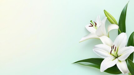 Lily leaves abstract background concept. Beautiful white lilies on a soft pastel background, perfect for floral designs and themes.