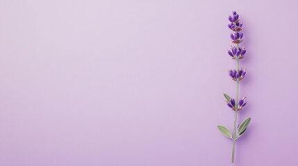 Obraz premium A whimsical lavender sprig on a soft purple background, flat design style, photo of