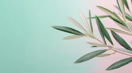 Olive tree abstract background concept. Olive branch with lush green leaves against a pastel gradient backdrop.