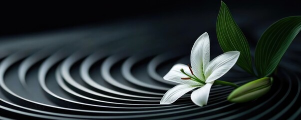 Lily leaves abstract background concept. A serene white flower rests on smooth, rippled stones, symbolizing tranquility and beauty.