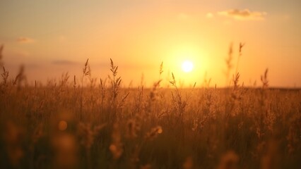 Golden Sunset Field Tall Grass Silhouette Warm Colors Landscape