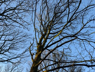 Winter tree canopy in a British park, with bright blue sky