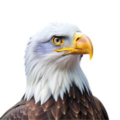 Obraz premium american bald eagle