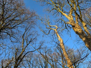 Tree canopy in a British park on a sunny winter day
