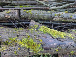 Mossy branches forming a nature reserve fence