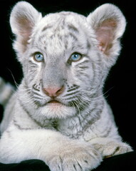 Jeune tigre albinos