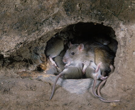 Rat surmulot