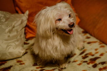 Portrait eines älteren Maltesers