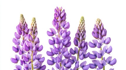 Fototapeta premium An extreme close-up of a purple lupine with its tall spires of flowers, isolated white background, minimalistic art style
