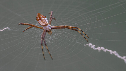 Aranha na teia
