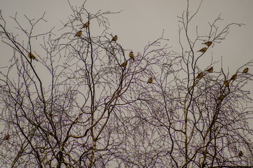 Sperlinge sitzen in einem Baum