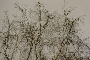 Sperlinge sitzen in einem Baum