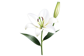 Fototapeta premium Lily harmony concept. A beautiful white lily flower with fresh green leaves and a budding flower.