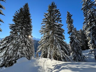 Picturesque canopies of alpine trees in a typical winter atmosphere in the Swiss Alps and over the tourist resort of Davos - Canton of Grisons, Switzerland (Kanton Graubünden, Schweiz)