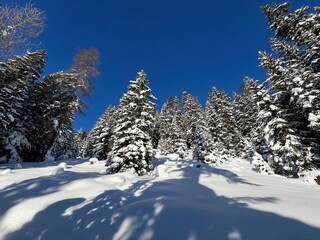 Picturesque canopies of alpine trees in a typical winter atmosphere in the Swiss Alps and over the tourist resort of Davos - Canton of Grisons, Switzerland (Kanton Graubünden, Schweiz)