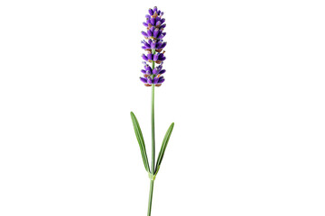 Obraz premium Lavender calming concept. Beautiful lavender flower standing tall with vibrant purple blooms and green leaves.