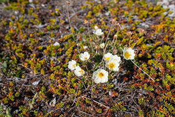 Gr&oslash;nlandsk Fjeldsimmer (Dryas integrifolia) on Disko Island, Greenland