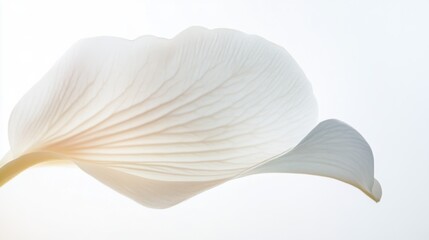 An up-close image of a single white orchid petal with a subtle gradient, isolated white background, minimalist composition