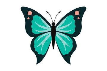 butterfly vector illustration