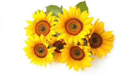 Obraz premium Close-up of a bunch of yellow sunflowers with large, cheerful blooms, isolated white background