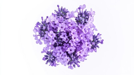 Obraz premium Close-up of a cluster of purple lavender flowers, isolated white background, minimalistic art style