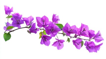 Close-up of a vibrant bougainvillea branch with clusters of purple flowers, isolated white background, abstract botanical painting style