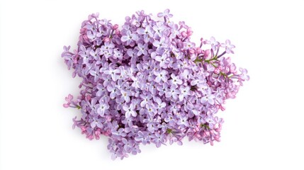 Close-up of delicate purple lilac blossoms, isolated white background, minimalist art style