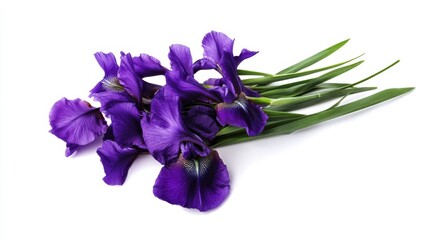 Naklejka premium Detailed shot of a bunch of purple iris flowers with distinctive sword-shaped leaves, isolated white background, minimalist art style