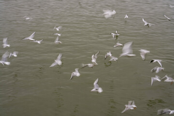 Long exposure time of the flight of seagulls over the water	
