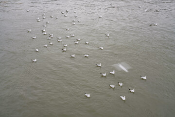 Long exposure time of the flight of seagulls over the water
