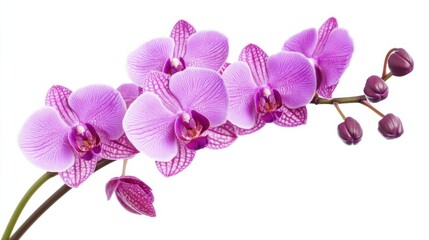 Fototapeta premium Detailed shot of a cluster of purple orchid flowers with intricate patterns, isolated white background, minimalistic composition