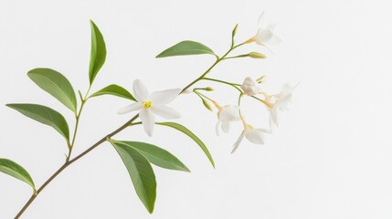 Detailed shot of a delicate jasmine blossom with its tiny white flowers and green leaves, isolated white background, minimalist art style