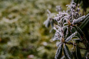 Raureif bedeckt die Pflanzen