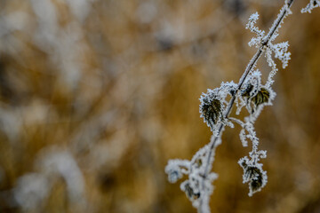 Raureif bedeckt die Pflanzen
